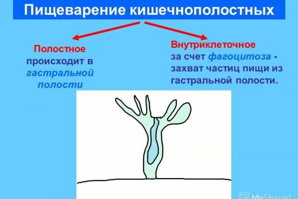 Что такое кракен в интернете